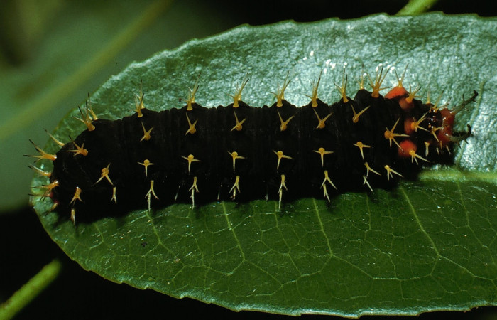 Figura17. larva  <i>Eunica caresa</i> (Nymphalidae), posición lateral en la hija de la planta <i>Mabea occidentalis</i> (Euphorbiaceae). 03-SRNP-12418-DHJ76149.jpg.