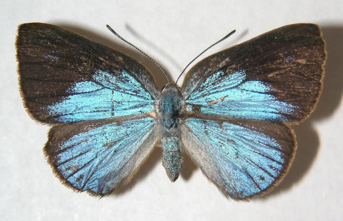 Fig.1. Hembra de <i>Theope</i> virgiliusDHJ03 en posición dorsal. Voucher : 03-SRNP-13984-DHJ359358.