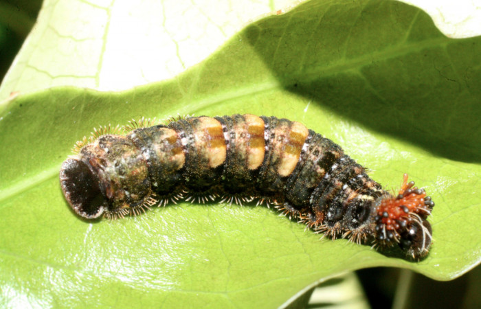 Fig.13. Larva de <i>Theope phaeo</i>. Voucher : 16-SRNP-20348-DHJ710474.jpg.
