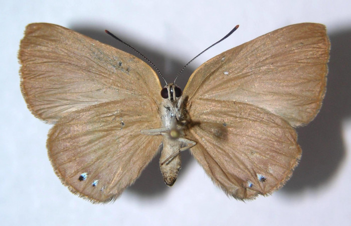 Fig.2. Hembra de <i>Theope</i> virgiliusDHJ03 en posición ventral. Voucher : 03-SRNP-13984-DHJ359359.