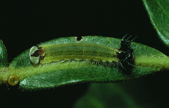 Fig.6. Larva de <i>Theope</i> virgiliusDHJ03. Voucher : 90-SRNP-1767-DHJ13081.jpg.
