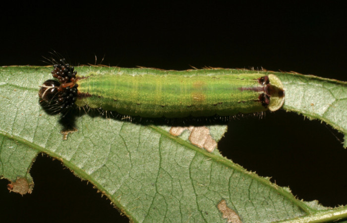 Fig.7. Larva de <i>Theope virgilius</i>. Voucher : 06-SRNP-45895-DHJ414982.jpg.
