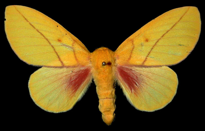 Fg.1. Adulto vista dorsal de la hembra <i>Syssphinx jennyphillipsae</i> (Saturnidae), mide 50mm. Luces Sector Santa Rosa, 300 m. 81-SRNP-824.35-DHJ31359.