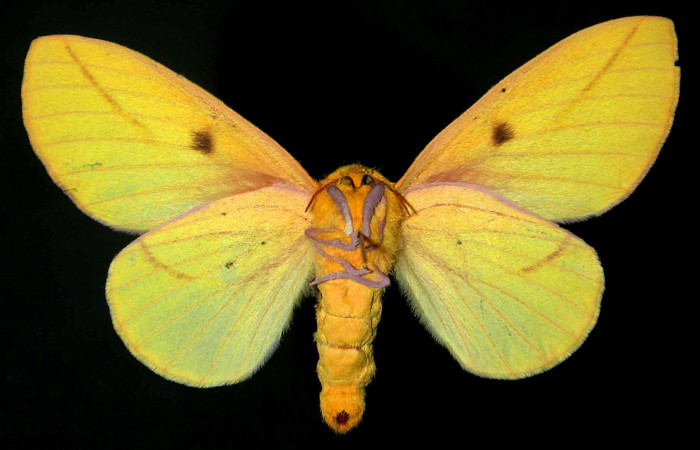 Fg.2. Adulto vista ventral de la hembra <i>Syssphinx jennyphillipsae</i> (Saturnidae), mide 50mm. Quebrada Aserradero Sector Pocosol, 160 m. 81-SRNP-824.35-DHJ31360.