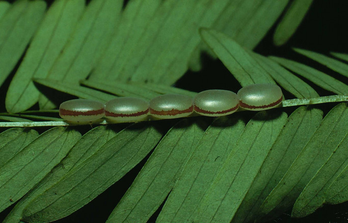 Fg.5. huevos de larva <i>Syssphinx jennyphillipsae</i> (Saturnidae), Area Abministrativa Sector Santa Rosa 295 m. 81-SRNP-832-DHJ3034.