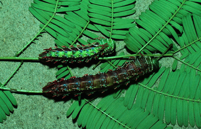 Fg.11. Larvas <i>Syssphinx jennyphillipsae</i> (Saturnidae), mide 62mm. Area Administrativa Sector Santa Rosa 295 m. 81-SRNP-111-DHJ1915.