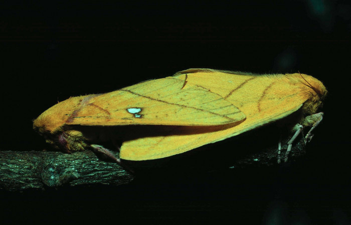 Fg.12. Adulto <i>Syssphinx jennyphillipsae</i> (Saturnidae), mide 30mm. Area Administrativa Sector Santa Rosa 295 m. 81-SRNP-111-DHJ1899.