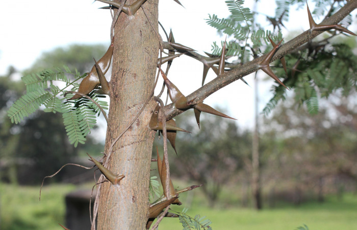 Fg 12. Planta <i>Vachellia collinsii</i> (Fabaceae), mide 3m, hospedera de <i>Syssphinx jennyphillipsae</i>. Los Almendros Sector El Hacha 290m. Foto, Lucía Ríos.