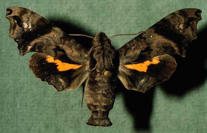 Fig. 01. Adulto de <i>Nyceryx ericea</i> (Sphingidae) hembra vista dorsal, 57mm de envergadura. Voucher: 99-SRNP-5698-DHJ30181.jpg.