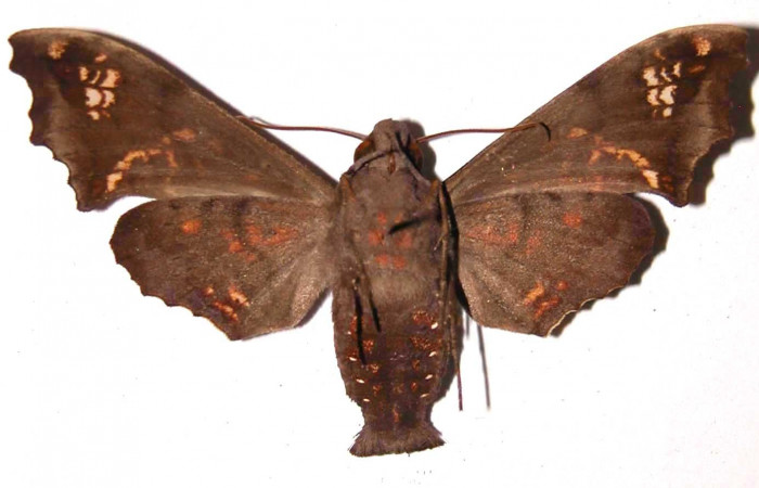 Fig. 02. Adulto de <i>Nyceryx ericea</i> (Sphingidae), hembra vista ventral, 57mm de envergadura. Voucher: 99-SRNP-5698-DHJ35439.jpg.
