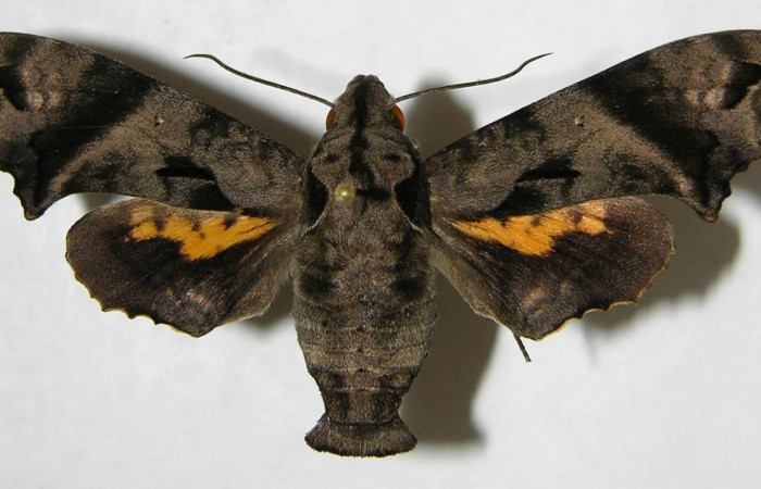 Fig. 03. Adulto de <i>Nyceryx ericea</i> (Sphingidae), macho vista dorsal, 59mm de envergadura. Voucher: 07-SRNP-45747-DHJ381252.jpg.