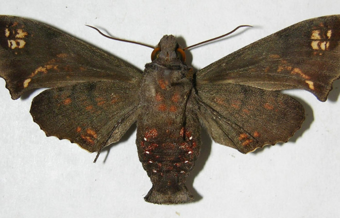 Fig. 04. Adulto de <i>Nyceryx ericea</i> (Sphingidae), macho vista ventral, 59mm de envergadura. Voucher: 07-SRNP-45747-DHJ381253.jpg.