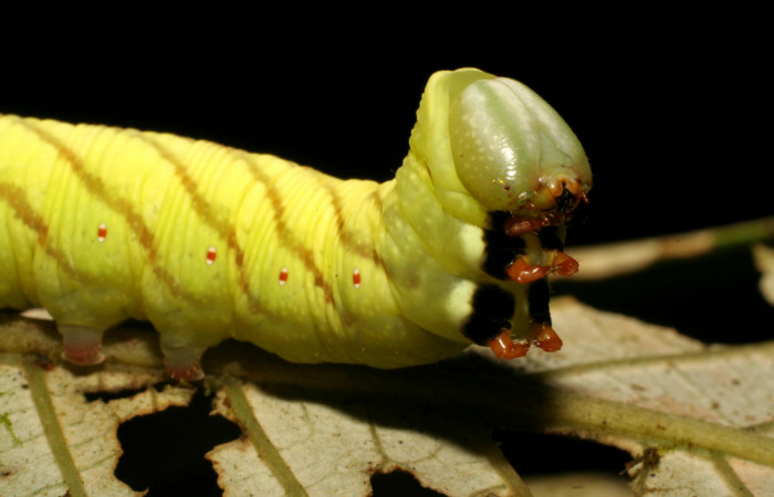 Fig. 07. Larva de <i>Nyceryx ericea</i> (Sphingidae), vista dorsal anterior, punúltimo estadío 47mm de longitud. Voucher: 07-SRNP-45747-DHJ428343.jpg.