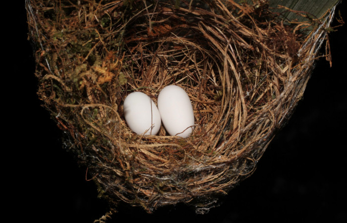 Fig. 2 Nido de Long-billed Hermit, Ermitaño Colilargo <i>Phaethornis longirostris</i> (Trochilidae) sobre el extremo de una hoja de una palmera <i>Astrocaryum alatum</i> (Arecaceae). 31 de marzo 2021, Rio Chón Sector Del Oro ACG. Foto: Roster Moraga