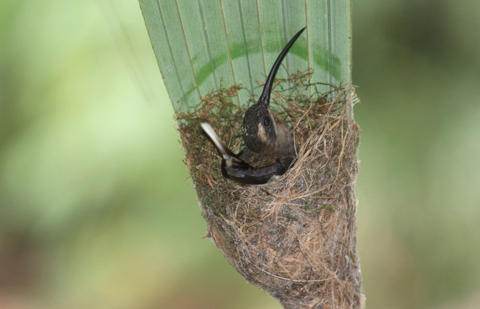 Fig. 3 Long-billed Hermit, Ermitaño Colilargo <i>Phaethornis longirostris</i> (Trochilidae) sobre su nido en el extremo de una hoja de una palmera <i>Astrocaryum alatum</i> (Arecaceae). 26 de marzo 2021, Rio Chón Sector Del Oro ACG. Foto: Roster Moraga