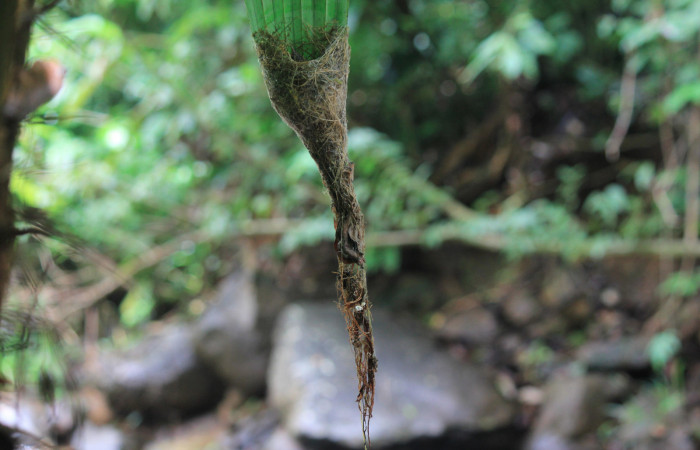 Fig. 4 Nido de Long-billed Hermit, Ermitaño Colilargo <i>Phaethornis longirostris</i> (Trochilidae) dos pichones sobre su nido en el extremo de una hoja de una palmera <i>Astrocaryum alatum</i> (Arecaceae). 14 de abril 2021, Rio Chón Sector Del Oro ACG. Foto: Roster Moraga