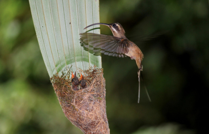 Fig. 5 Long-billed Hermit, Ermitaño Colilargo <i>Phaethornis longirostris</i> (Trochilidae) hembra llevando alimento a sus pichones sobre su nido en el extremo de una hoja de una palmera <i>Astrocaryum alatum</i> (Arecaceae). 15 de abril 2021, Rio Chón Sector Del Oro ACG. Foto: Roster Moraga