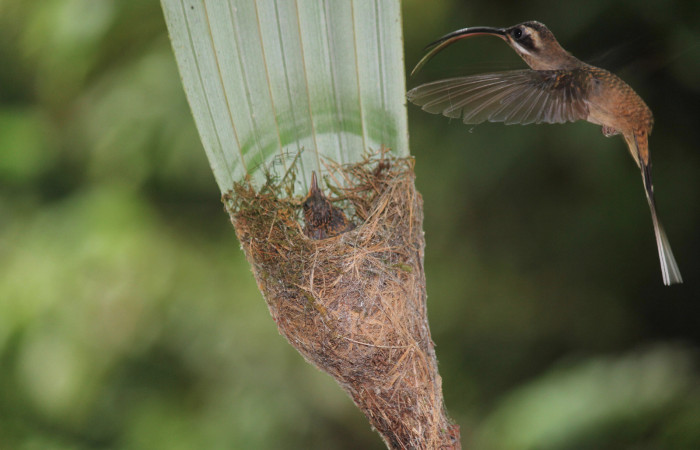 Fig. 6 Long-billed Hermit, Ermitaño Colilargo <i>Phaethornis longirostris</i> (Trochilidae) hembra llevando alimento a sus pichones sobre su nido en el extremo de una hoja de una palmera <i>Astrocaryum alatum</i> (Arecaceae). 15 de abril 2021, Rio Chón Sector Del Oro ACG. Foto: Roster Moraga