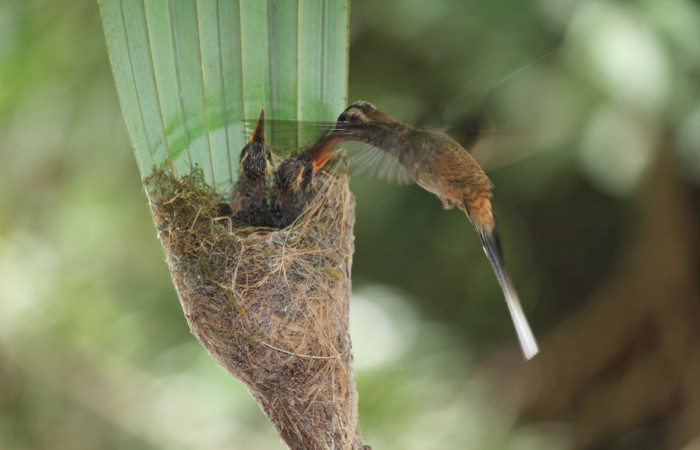Fig. 7 Long-billed Hermit, Ermitaño Colilargo <i>Phaethornis longirostris</i> (Trochilidae) hembra alimentando a sus pichones sobre su nido en el extremo de una hoja de una palmera <i>Astrocaryum alatum</i> (Arecaceae). 20 de abril 2021, Rio Chón Sector Del Oro ACG. Foto: Roster Moraga