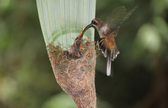 Fig. 8 Long-billed Hermit, Ermitaño Colilargo <i>Phaethornis longirostris</i> (Trochilidae) hembra alimentando a sus pichones sobre su nido en el extremo de una hoja de una palmera <i>Astrocaryum alatum</i> (Arecaceae). 20 de abril 2021, Rio Chón Sector Del Oro ACG. Foto: Roster Moraga