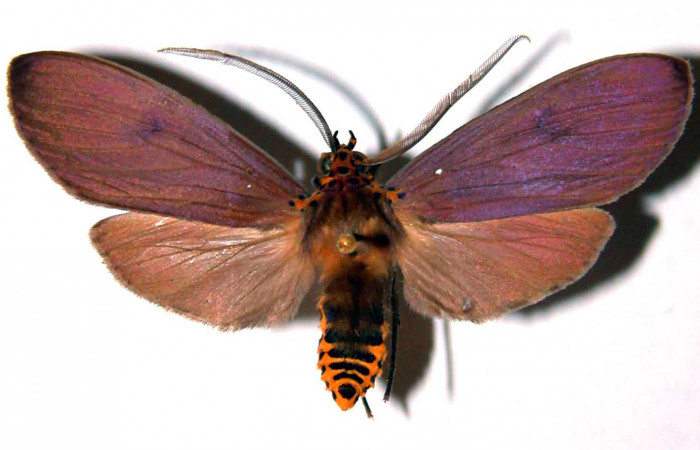 Fig. 1 Adulto <i>Pelochyta umbrata</i>(Erebidae) vista dorsal mide 48mm. Sendero Arenales, Sector Cacao, 1080m.  00-SRNP-268-DHJ39118.