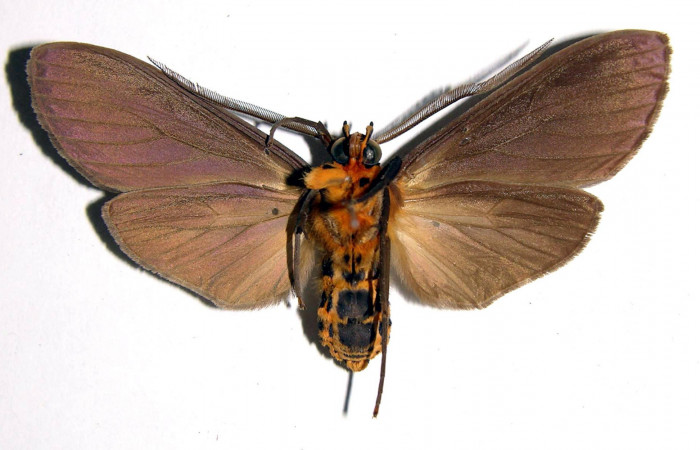 Fig. 9 Adulto <i>Pelochyta amyeaderae</i> (Erebidae) vista ventral mide 51mm. Sendero Arenales, Sector Cacao, 500m.00-SRNP-11952-DHJ93413.