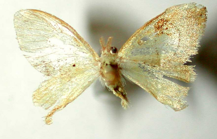Figura 7. Adulto de <i>Paracraga argentea</i> (Dalceridae),  macho vista dorsal, localidad Camino Río Francia, Sector Rincón Rain Forest ACG (410m). Voucher: 01-SRNP-4136-DHJ33638.jpg.