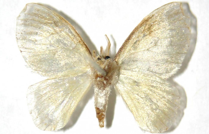 Figura 10. Adulto de <i>Paracraga argentea</i> (Dalceridae), hembra vista dorsal, localidad Puente Palma, Sector San Cristóbal ACG (460m). Voucher: 04-SRNP-61260-DHJ329711.jpg.