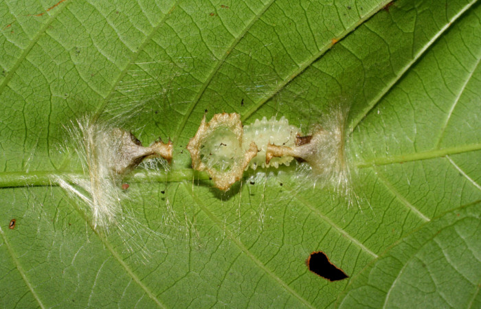 Figura 5. Prepupa de <i>Paracraga argentea</i> (Dalceridae), vista dorsal, localidad Suampo Uncaria, Sector San Cristóbal ACG (506m). Voucher: 06-SRNP-842-DHJ424574.jpg.