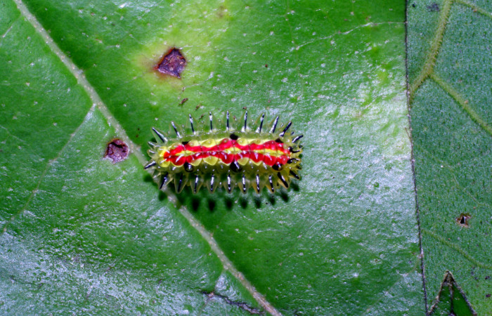 Figura 3. Larva <i>Paracraga argentea</i> (Dalceridae), penúltimo estadío (PU) vista dorsal, localidad Casa Roberto, Sector Pitilla ACG (520m). Voucher: 07-SRNP-32668-DHJ426915.jpg.
