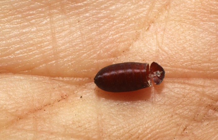 Figura 11. Restos de pupario de parásito <i>Itaplectops</i> TWood01DHJ01 (Tachinidae) que ataca <i>Paracraga argentea</i> (Dalceridae), localidad Camino Albergue Oscar, Sector Rincón Rain Forest ACG (560m). Voucher: 12-SRNP-1536-DHJ801007.jpg.