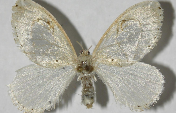 Figura 1. Adulto de <i>Paracraga argentea</i> (Dalceridae), vista dorsal, localidad Calma, Estación Biológica Quica, Sector Pitilla ACG (412m). Voucher: 12-SRNP-70938-DHJ565132.jpg.