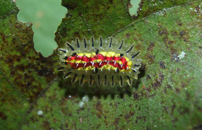 Figura 4. Larva <i>Paracraga argentea</i> (Dalceridae), último estadío (U) vista dorsal, localidad Medrano Estación Biológica Quica, Sector Pitilla ACG (380m). Voucher: 15-SRNP-70218-DHJ726833.jpg.