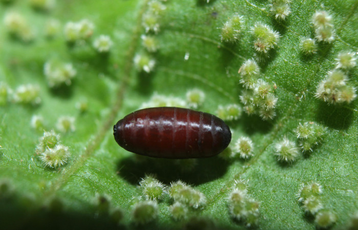 Figura 12. Pupario de parásito (Tachinidae) que ataca <i>Paracraga argentea</i> (Dalceridae), localidad Medrano Estación Biológica Quica, Sector Pitilla ACG (380m). Voucher: 15-SRNP-70218-DHJ727146.jpg.