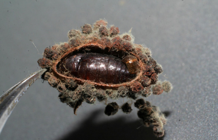 Fig.11 Cleomantes eumatilisDHJ02, hizo pupa 17 noviembre 2007, Sector Pitilla, Estación Quica, 470mts. (07-SRNP-65935-DHJ437001.jpg)