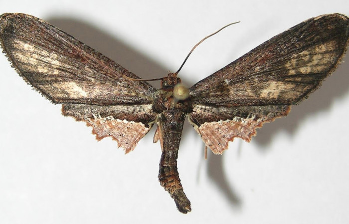 Fig.1 Vista dorsal <i>Cleomantes</i> eumatilisDHJ01 (Thyrididae), eclosionó 25 Diciembre 2009, Sector Rincon Rain Forest, Sendero Anonas, 405mts.(09-SRNP-43084-DHJ523066)