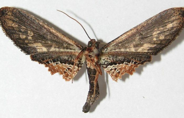 Fig.2 vista ventral <i>Cleomantes</i> eumatilisDHJ01 (Thyrididae), eclosionó 25 Diciembre 2009, Sector Rincon Rain Forest, Sendero Anona, 405mts(09-SRNP-43084-DHJ523067.