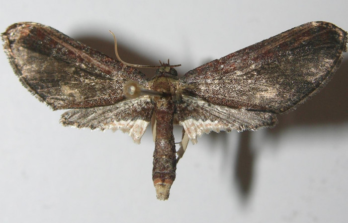 Fig.3 Vista dorsal, <i>Cleomantes</i> eumatilisDHJ02 (Thyrididae), eclosionó 18 octubre 2011, Sector Rincon Rain Forest, Finca Esmeralda, 123mts. (11-SRNP-76078-DHJ558184.jpg).