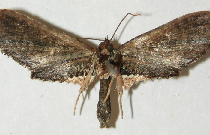 Fig.4 Vista dorsal, <i>Cleomantes</i> eumatilisDHJ02 (Thyrididae), eclosionó 18 octubre 2011, Sector Rincon Rain Forest, Finca Esmeralda, 123mts. (10-SRNP-72953-DHJ534769.jpg).
