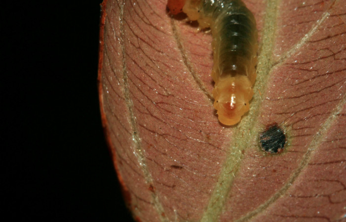 Fig.5 Parte trasera, <i>Cleomantes eumatilis</i> (Thyrididae), se colectó 20 enero 2012, Sector El Hacha, Estación Los Almendros, 290mts. (12-SRNP-2022-DHJ487128.jpg)