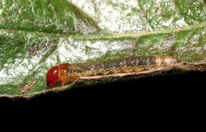 Fig.9 vista lateral <i>Cleomantes</i> eumatilisDHJ02 (Thyrididae), se colectó 12 septiembre 2008, Sector Pitilla, Estación Quica, 470mts. (08-SRNP-72463-DHJ449919.jpg).