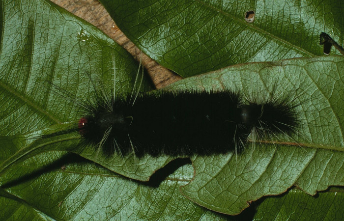 Figura 5. Larva de <i>Amaxia josealfredohernandezi</i> (Erebidae) U. Posición dorsal. Voucher: 02-SRNP-19695-DHJ70016.jpg.
