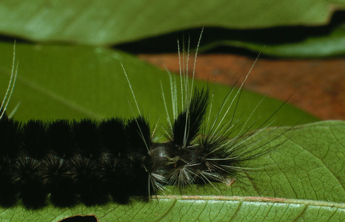 Figura 7. Larva de<i> Amaxia josealfredohernandezi</i> (Erebidae). Parte lateral.  Voucher: 02-SRNP-19695-DHJ70023.jpg.