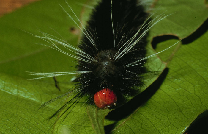 Figura 6. Larva de<i> Amaxia josealfredohernandezi</i> (Erebidae) Parte frontal. Voucher: 02-SRNP-19695-DHJ70025.jpg.