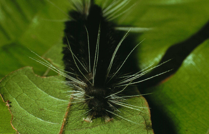 Figura 8. Larva de <i>Amaxia josealfredohernandezi</i> (Erebidae). Parte trasera.  Voucher: 02-SRNP-19695-DHJ70030.jpg.