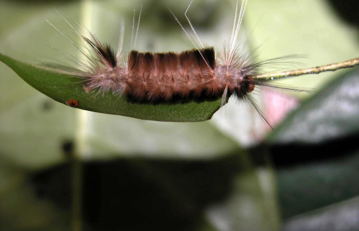 Figura 4. Larva de <i>Amaxia josealfredohernandezi</i> (Erebidae) PU. Posición frontal. Voucher: 03-SRNP-37164-DHJ91048.jpg.