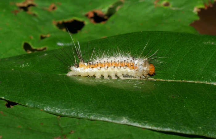  Figura 2. Larva de <i>Amaxia josealfredohernandezi</i> (Erebidae) PPU. Posición lateral. Voucher: 05-SRNP-34652-DHJ424415.jpg.