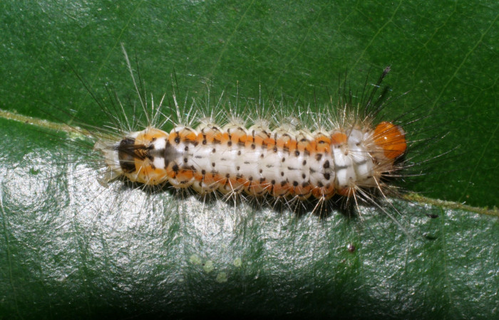 Figura 1. Larva de <i>Amaxia josealfredohernandezi</i> (Erebidae) PPU. Posición dorsal. Voucher: 05-SRNP-34652-DHJ424418.jpg.