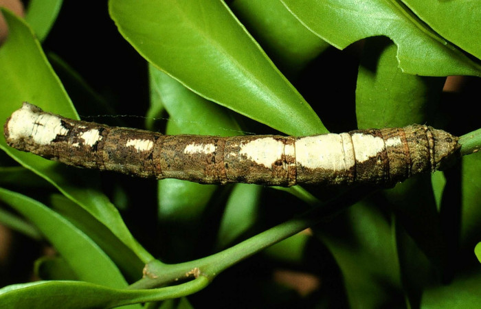 Fig. 9. Dorsal de larva <i>Herbita</i> medonaDHJ02 (Geometridae) en último estadio. Voucher: 01-SRNP-13655-DHJ61976.jpg