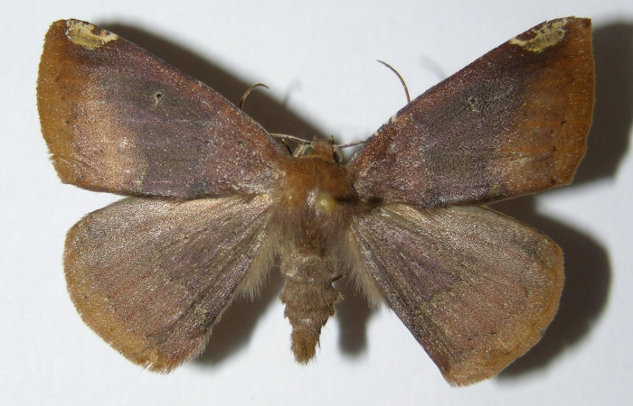 Fig. 29. Adulto <i>Herbita</i> amicariaDHJ02 (Geometridae), vista dorsal. Voucher: 02-SRNP-23125-DHJ325176.jpg
